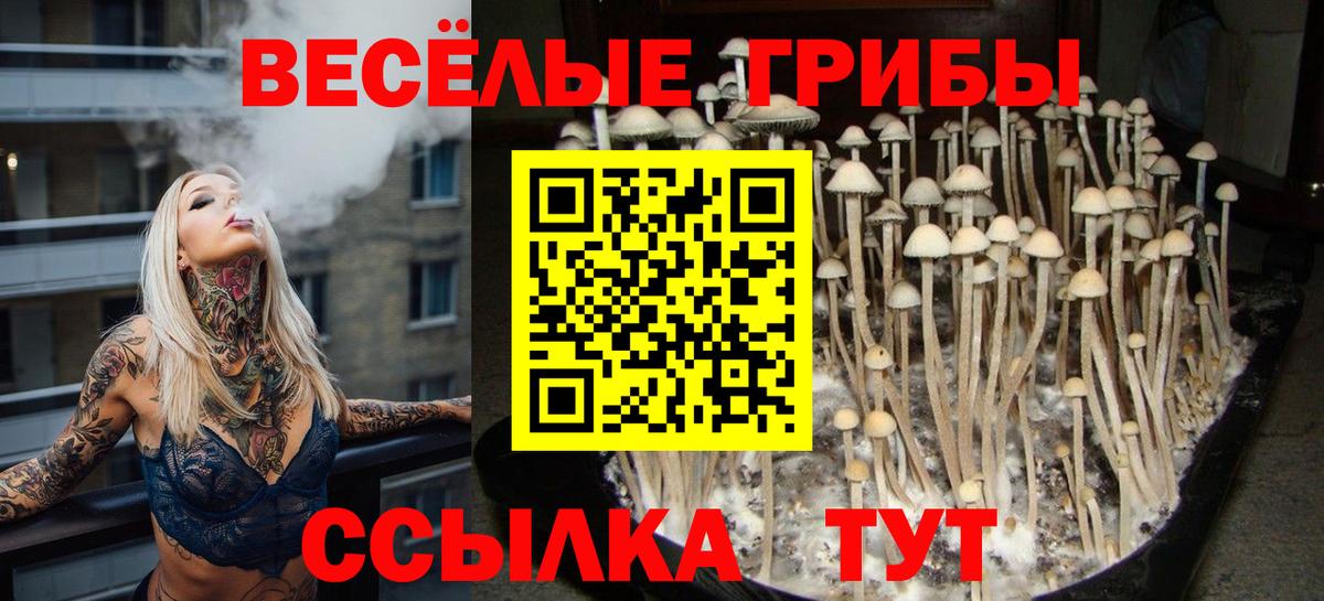 Галлюциногенные грибы Psilocybine cubensis  Темрюк 